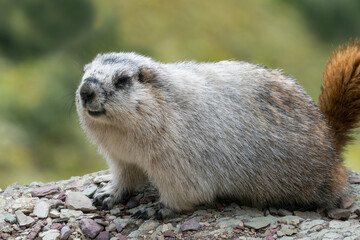 Closeup of a cute yellow-bellied marmot sitting on a grey and purple rock. Marmota flaviventris in its natural habitat in Glacier National Park, Montana, USA. Wildlife of American Rockies.