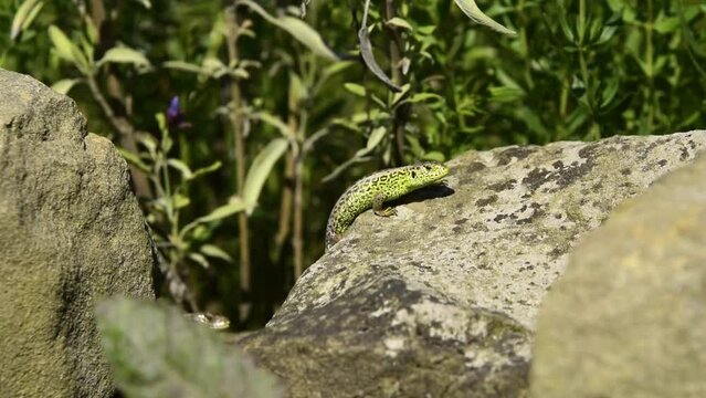 sand lizard, Lacerta agilis in the sun on a stone, female
