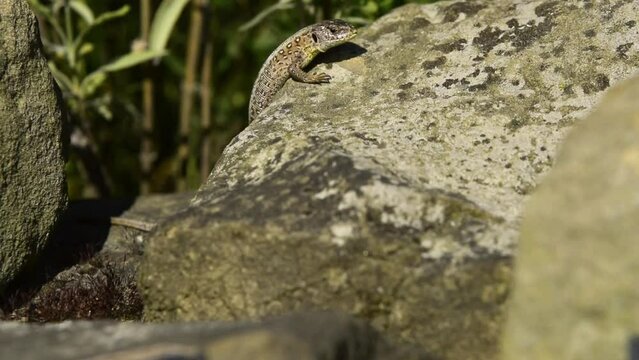 sand lizard, Lacerta agilis in the sun on a stone, female