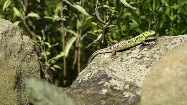 sand lizard, Lacerta agilis in the sun on a stone, female