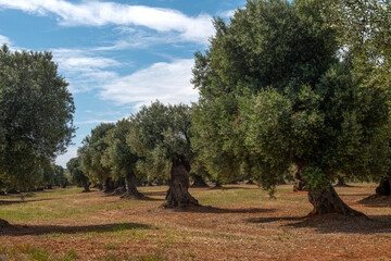 Bardzo stare, zdrowe drzewa oliwne rosnące w gaju oliwnym na południu Włoch
