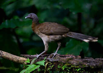 Grey-headed chachalaca standing on log against green background