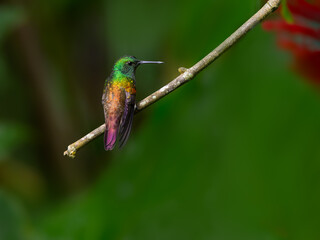 Snowy-bellied Hummingbird sitting on stick on green background