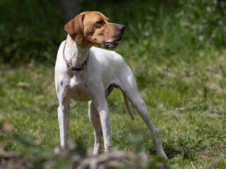 White pointer dog with a brown head attentively looking.