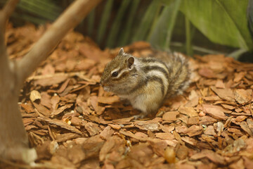 A chipmunk holds food in its paws