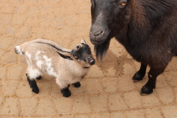 Fototapeta premium a goat and a baby goat look into the camera