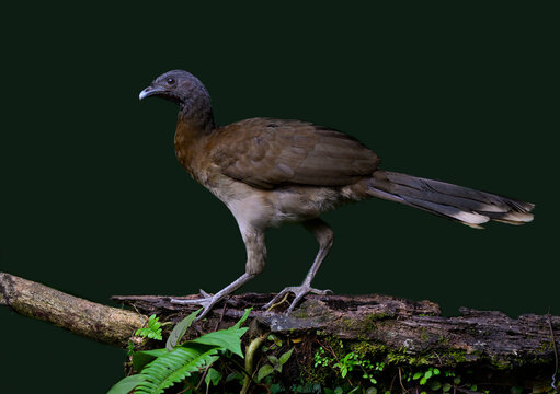 Grey-headed chachalaca standing on log against green background