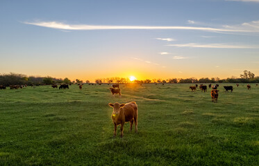 Cow in the field looking at the camera, while standing behind a beautiful sunset.