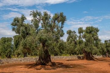 drzewa oliwkowe - obrazy, fototapety, plakaty