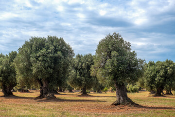stary, bardzo zadbany gaj oliwny z wieloletnimi ogromnymi drzewami - obrazy, fototapety, plakaty