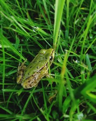 frog in the grass