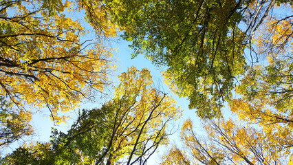 autumn leaves against blue sky