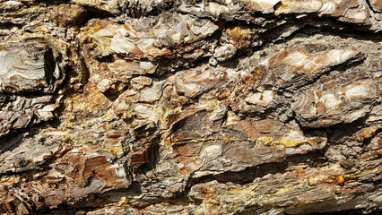 bark of a tree texture backgrounds wood