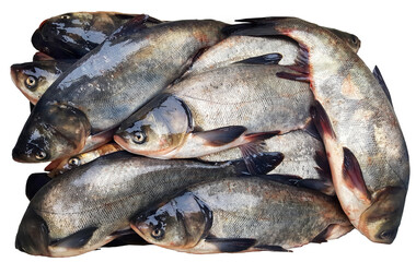 fresh fish on the market seafood