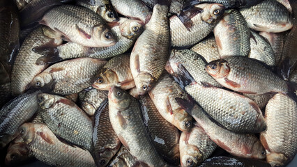 fresh fish on the market seafood