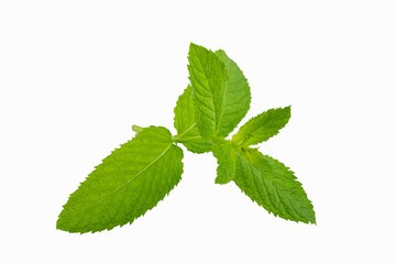 Fresh of single twig peppermint (Mentha × piperita) with green leaf isolated on white background. Mint branch with leaves, clipping path. Stodio shot
