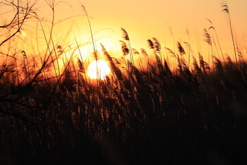 Sunset over plants on french camargue national park