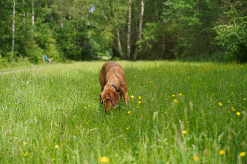 14-month-old Magyar Vizsla wirehaired male Oskar is having fun playing in the meadow.