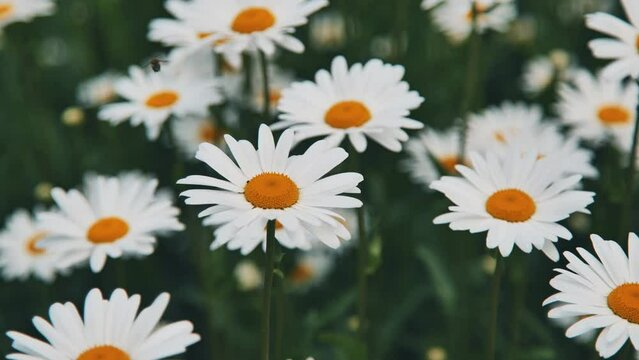 Field daises background swaying in the wind close