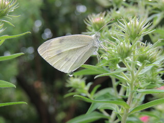 butterfly on a flower