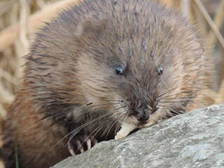 Muskrat