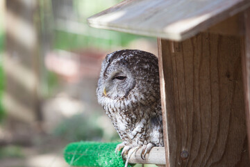 Sleepy tawny owl
