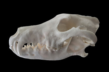 Iberian wolf cranium also named canis lupus signatus