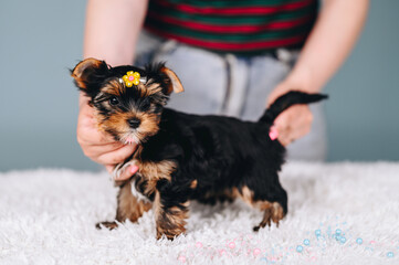 Little Yorkshire Terrier Puppy with Yellow Hairpin Hold on Blue Background. Puppies Care