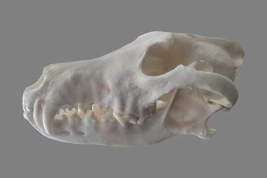 Iberian wolf cranium also named canis lupus signatus