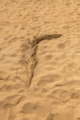 zasuszony liść palmy na gorącym drobnym piasku