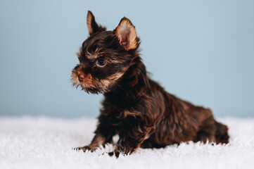 Yorkshire Terrier of Chocolate Color sits Alone on Blue Background. Serious Muzzle of Little Puppy