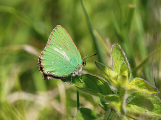 Obraz na płótnie Canvas Green hairstreak butterfly resting on a leaf