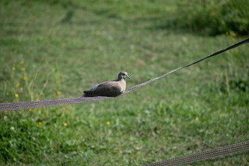 pigeon