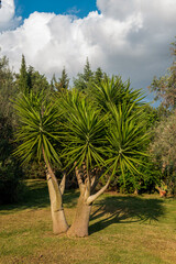 duża Buka - palma rosnąca w ogrodzie - obrazy, fototapety, plakaty