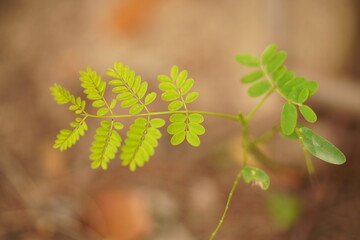 grape vine leaves