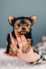 Little Dog puppy Yorkshire Terrier, Black and Brown Color, in hands on Blue Background