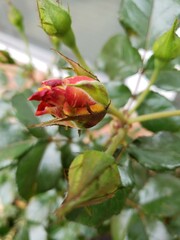 red rose in the garden