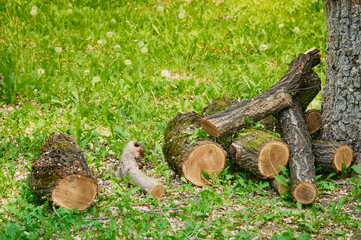 Pruning old trees in the city park. The sawn trunks are stacked in a woodpile. Deforestation concept. Harvesting firewood before the onset of cold weather.