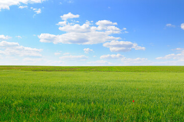 Obraz premium Green wheat field and blue sky.