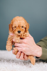 Vertical Portrait of a Red Toy Poodle in Hands on a Blue Background