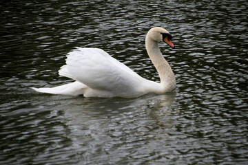 swan on the water