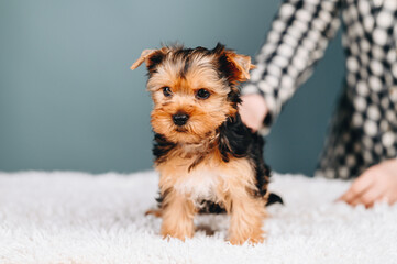 Small Dog Yorkshire Terrier, Black and Brown Color