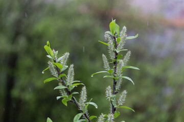 willow branches with buds and leaves in the rain, selective sharpness