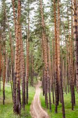 Dirt road through a summer pine forest.