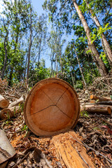 Wide view of freshly sawn trees, with sawdust and forest in the background - obrazy, fototapety, plakaty