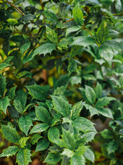 Leaves of Variegated Osmanthus, evergreen plant