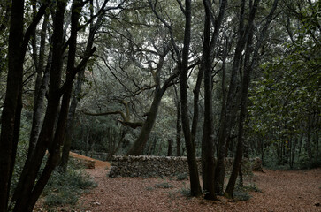 Fototapeta premium bosco delle pianelle 