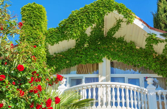 Beautiful balcony covered with ivy and roses