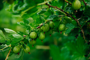 Fototapeta premium Growing gooseberries in the country. Fresh Green Gooseberries. Organic berries close-up. Ripe gooseberries in the orchard. Natural background.