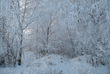 Winter landscape with snowy trees